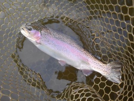大安トラウトレイク 釣果